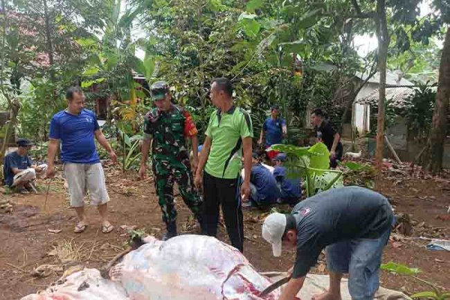 Sertu Yusrizal Babinsa Koramil 04/Karangkobar Bantu Sembelih Hewan Qurban di Desa Pasuruhan