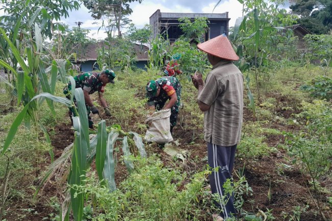 Wujudkan Ketahanan Pangan Di Wilayah Yang Kuat,Babinsa Dampingi Petani Pupuk Tanaman Cabai
