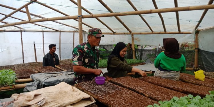 Wujudkan Ketahanan Pangan Wilayah, Babinsa Komsos Dengan Pengusaha Pembibitan