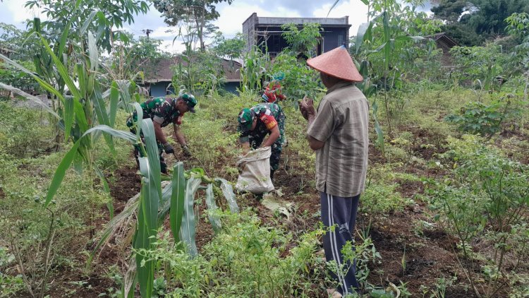 Wujudkan Ketahanan Pangan Di Wilayah Yang Kuat,Babinsa Dampingi Petani Pupuk Tanaman Cabai