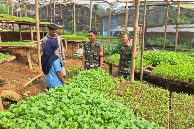 Mendukung Program Pemerintah Ketahanan Pangan Babinsa Dorong Pemilik Pembibitan Selalu Bekerja Sama Dengan Petani