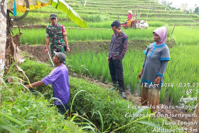 Swasembada Pangan Babinsa Bersama Penyuluh Pertanian Lapangan dan Gapoktan Cek Saluran Irigasi Pertanian