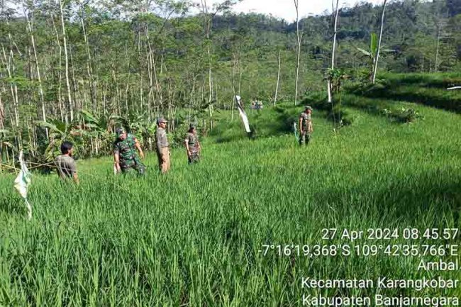 Dampingi petani, Babinsa Turun Ke Sawah Cek Pertumbuhan Tanaman Padi Mulai Berisi