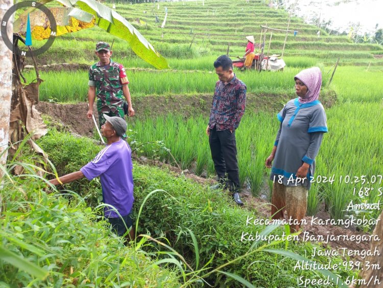 Swasembada Pangan Babinsa Bersama Penyuluh Pertanian Lapangan dan Gapoktan Cek Saluran Irigasi Pertanian