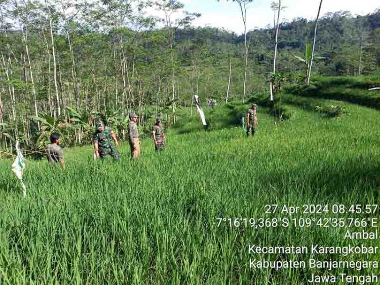 Dampingi petani, Babinsa Turun Ke Sawah Cek Pertumbuhan Tanaman Padi Mulai Berisi