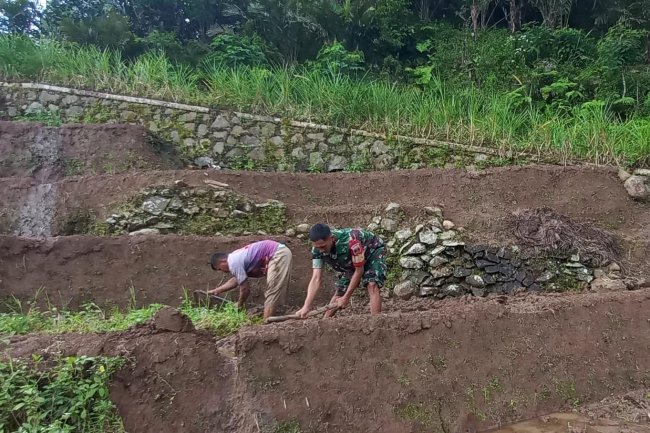 Dengan Menggunakan Cangkul, Serda Wasis Babinsa Karangkobar Bantu Petani Mengolah Sawah