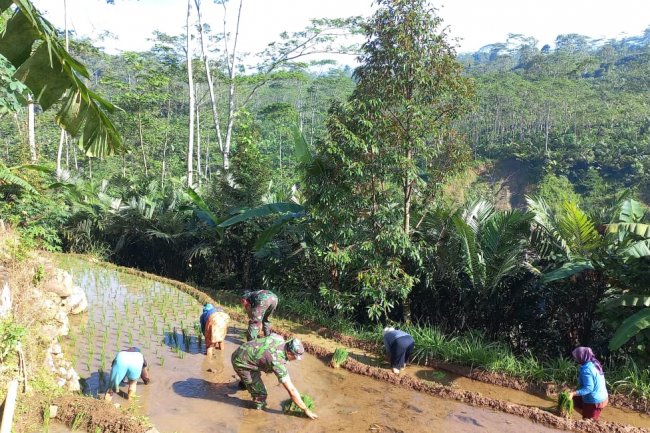 Bantu Petani Tanam Padi, Ini Cara Babinsa Karangkobar Turut Meningkatkan Ketahanan Pangan