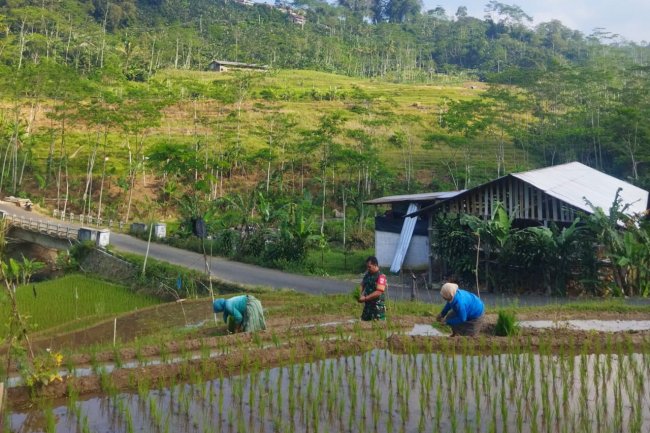 Bantu Tanam Padi Upaya Babinsa Untuk Meningkatkan Kesejahteraan Petani