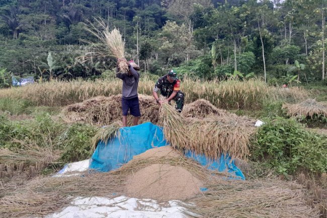 Dengan Penuh Rasa Semangat Serda Winarto Bantu Petani Panen Padi