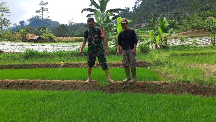 Antisipasi Hama Penyakit, Babinsa Karangkobar Serda Wasis Bantu Petani Semprot Bibit Padi