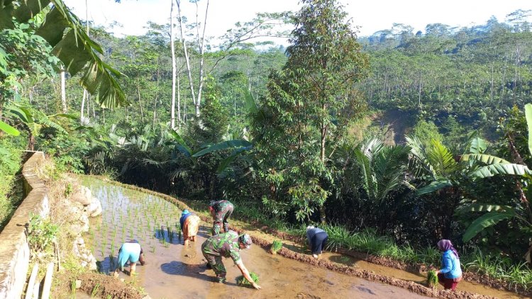 Bantu Petani Tanam Padi, Ini Cara Babinsa Karangkobar Turut Meningkatkan Ketahanan Pangan