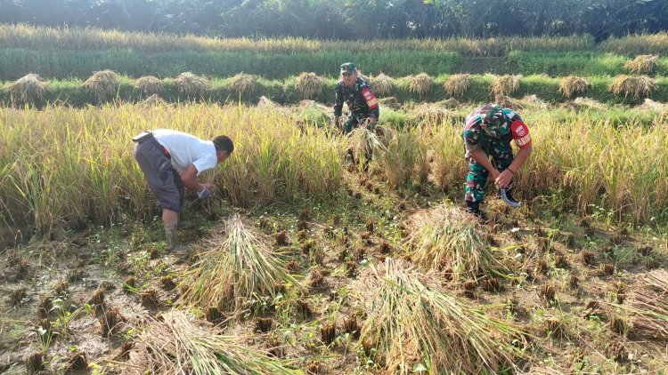 Babinsa Koramil 04/Karangkobar Bantu Petani Panen Padi