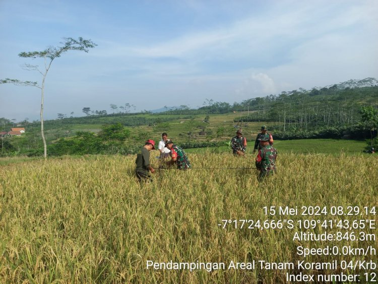 Dukung Ketahanan Pangan, Babinsa Bersama PPL Dan Gapoktan Raga Jaya Melaksanakan Ubinan Panen Padi