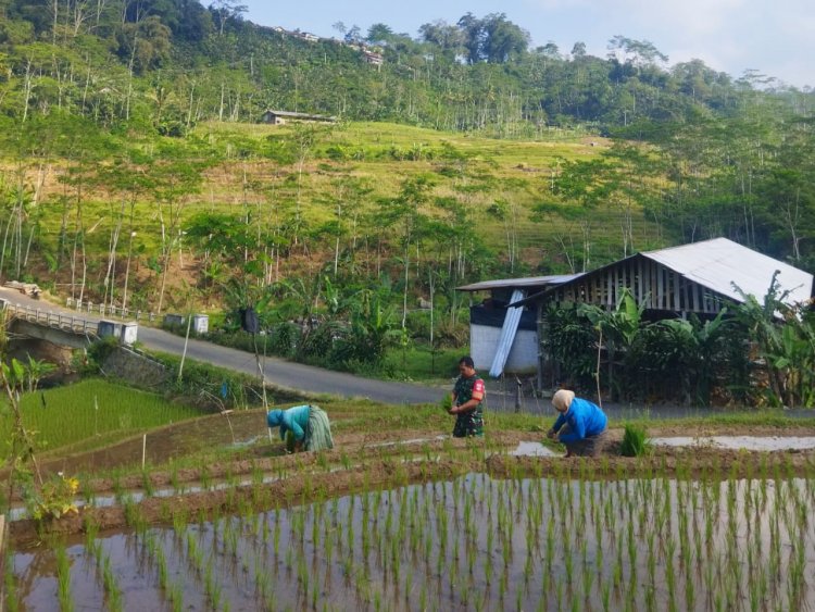 Bantu Tanam Padi Upaya Babinsa Untuk Meningkatkan Kesejahteraan Petani