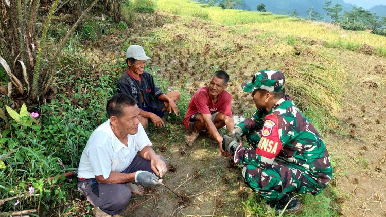 Komsos Dengan Petani  Babinsa Beri Motivasi Tingkatkan Produksi Serta Kualitas.
