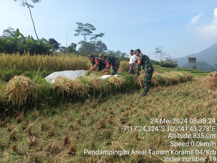 Sudah Menjadi Komitmen Babinsa Turun Ke Sawah Untuk Mendampingi Petani Dari Mulai Penyiapan Lahan Sampai Panen