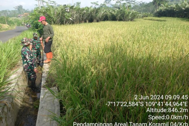 Upaya Untuk Mensuksekan Pertanian Babinsa Bersama PPL Karangkobar Lakukan Pengecekan Saluran Irigasi