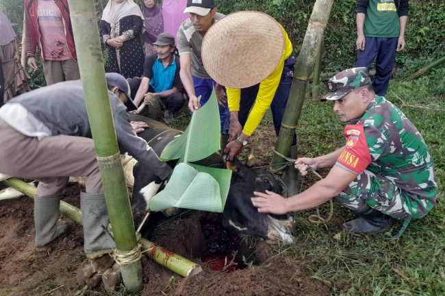 Turun Kewilayah Babinsa Koramil 04/Karangkobar Bantu Sembelih Hewan Qurban