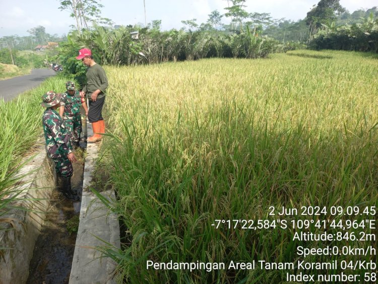 Upaya Untuk Mensuksekan Pertanian Babinsa Bersama PPL Karangkobar Lakukan Pengecekan Saluran Irigasi