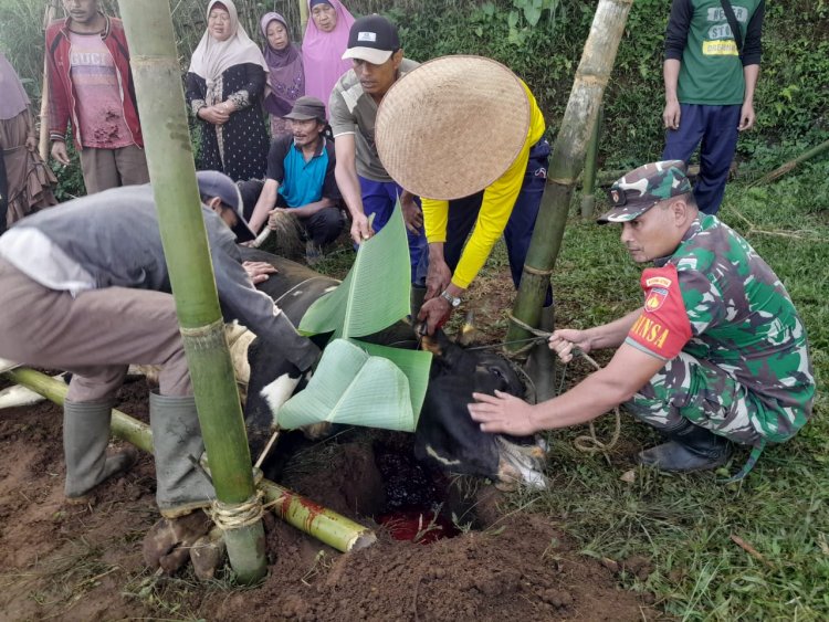 Turun Kewilayah Babinsa Koramil 04/Karangkobar Bantu Sembelih Hewan Qurban