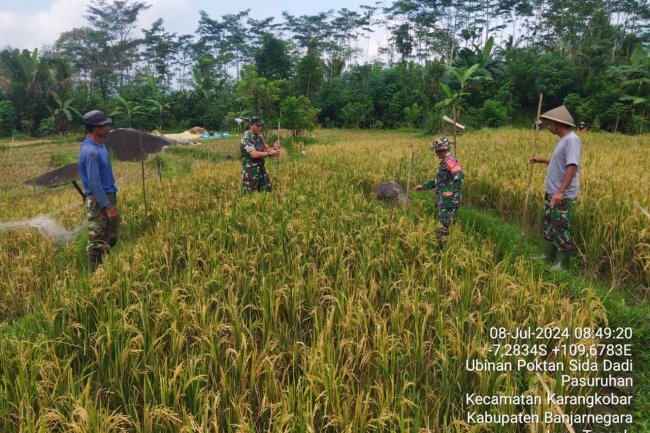 Babinsa Bersama PPL Mendampingi Petani Melaksanakan Ubinan Padi Desa Pasuruhan