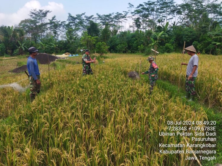 Babinsa Bersama PPL Mendampingi Petani Melaksanakan Ubinan Padi Desa Pasuruhan
