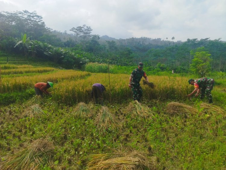 Menumbuhkan Semangat Tinggi Terhadap Para Petani Para Babinsa Karangkobar Bantu Warganya Panen Padi