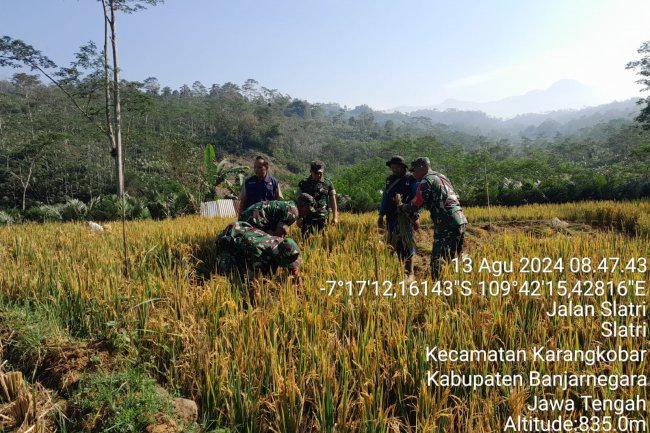 Meningkatkan Indeks pertanaman Dan Produktifitas Padi Babinsa Bersama PPL Bantu Warga Panen Padi
