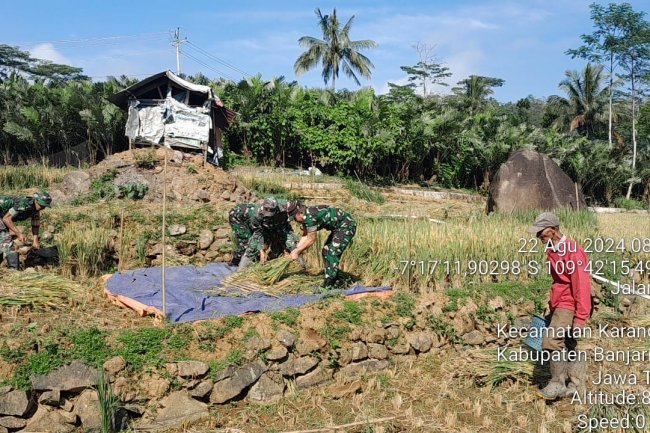 Mendukung Terwujudnya Ketahanan Pangan Yang Kuat Dan Berkelanjutan Babinsa Bantu Warganya Panen Padi