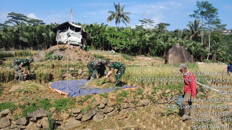 Mendukung Terwujudnya Ketahanan Pangan Yang Kuat Dan Berkelanjutan Babinsa Bantu Warganya Panen Padi