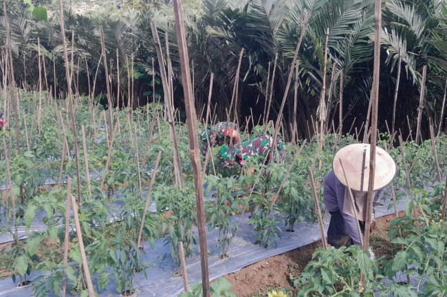 *Peran Aktif Babinsa Sebagai Aparat Kewilayahan Dalam Rangka Meningkatkan Swasembada Pangan *
