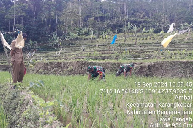 Babinsa Sebagai Motifator Agar Para Petani Terus Bersemangat Dalam Merawat Tananmanya Di Sawah