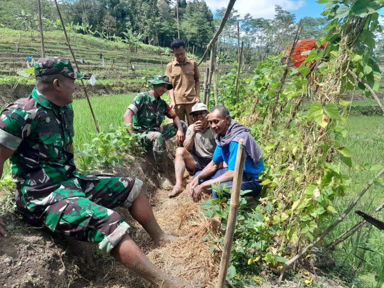 Komsos Dengan Petani Babinsa Berikan Motivasi Tingkatkan Produksi Serta Kualitas Padi