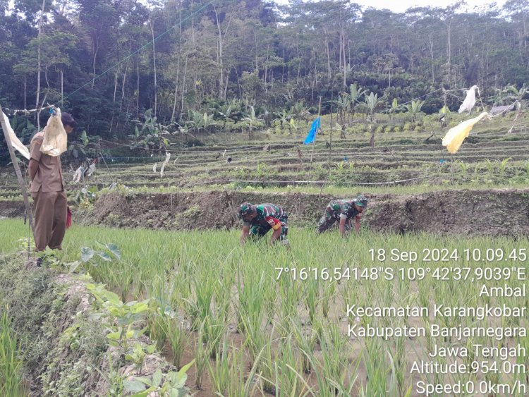 Babinsa Sebagai Motifator Agar Para Petani Terus Bersemangat Dalam Merawat Tananmanya Di Sawah