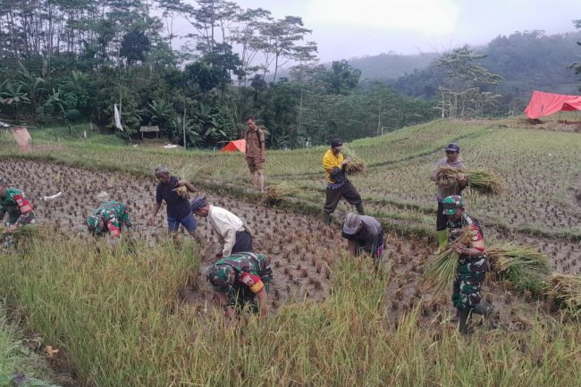 Wujudkan Program Ketahanan Pangan Nasional Babinsa Bantu Petani Panen Padi Poktan Sari Tani Desa Ambal