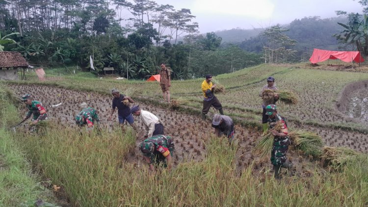 Wujudkan Program Ketahanan Pangan Nasional Babinsa Bantu Petani Panen Padi Poktan Sari Tani Desa Ambal