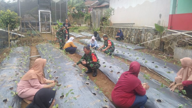 Babinsa Bersama Kades Dampingi Kelompok Wanita Tani Desa Ambal Tanam Cabe Rawit
