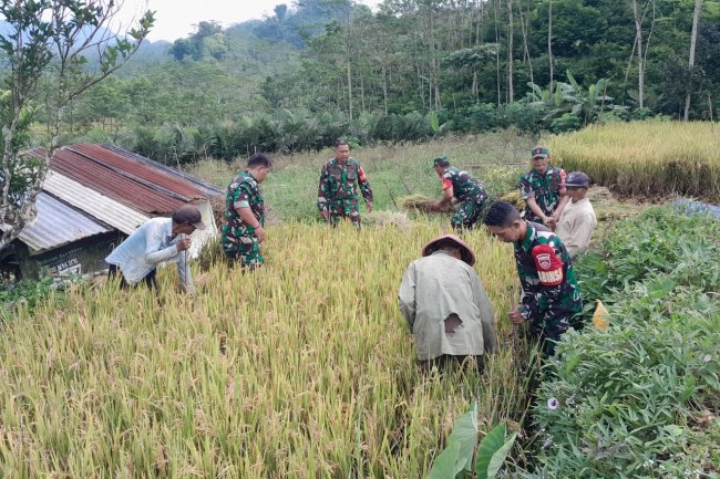 BABINSA KORAMIL 04/KARANGKOBAR BERSAMA PPL DAN POKTAN KEGIATAN UBINAN