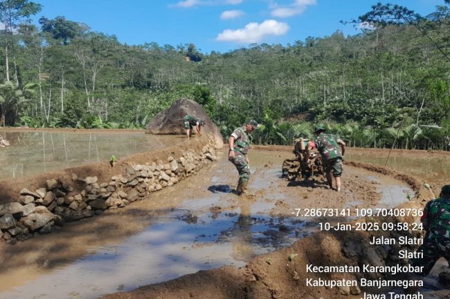 Mendukung Program Pemerintah Di Bidang Swasembada Pangan Babinsa Bantu Bajak Sawah Milik Warga
