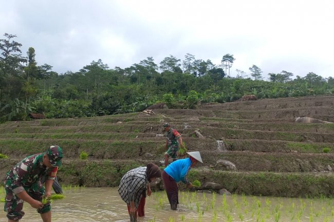 Babinsa Koramil 04/Karangkobar bersama PPL dan Poktan Sentosa Tani Giat  Tanam Padi Bersama Petani