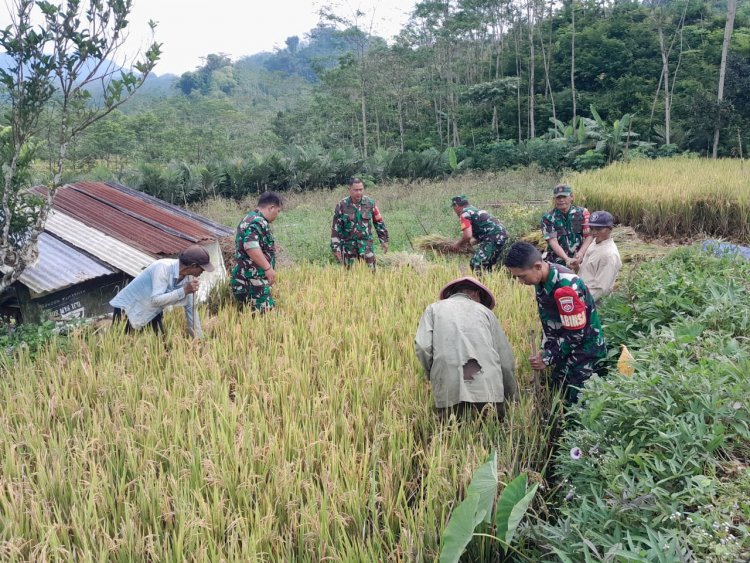 BABINSA KORAMIL 04/KARANGKOBAR BERSAMA PPL DAN POKTAN KEGIATAN UBINAN