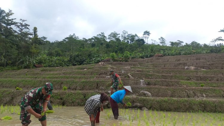 Babinsa Koramil 04/Karangkobar bersama PPL dan Poktan Sentosa Tani Giat  Tanam Padi Bersama Petani