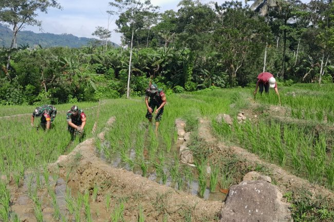 Wujudkan Swasembada Pangan, Babinsa Koramil 04/Karangkobar Bantu Petani Padi Bersihkan Rumput