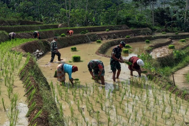 Babinsa Koramil 04/Karangkobar Bersama PPL Bantu Petani Tanam Padi