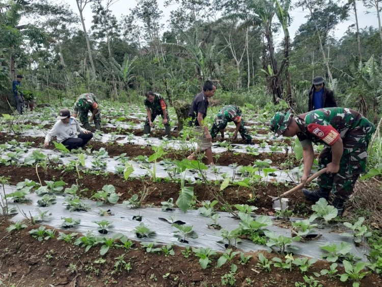 Babinsa Bantu Petani Bersihkan Rumput Dan Gulma Di Area Perkebunan