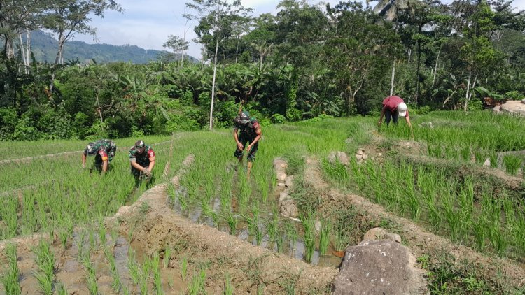 Wujudkan Swasembada Pangan, Babinsa Koramil 04/Karangkobar Bantu Petani Padi Bersihkan Rumput