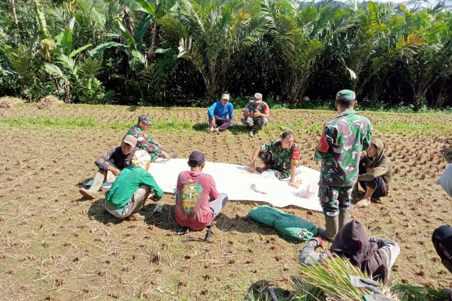 Babinsa Koramil 04/Karangkobar Jalin Komsos Dengan Para Petani Padi Di Wilayah Binaan