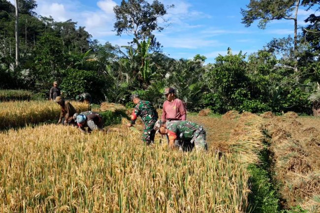 Babinsa Koramil 04/Karangkobar Bantu Petani Panen Padi