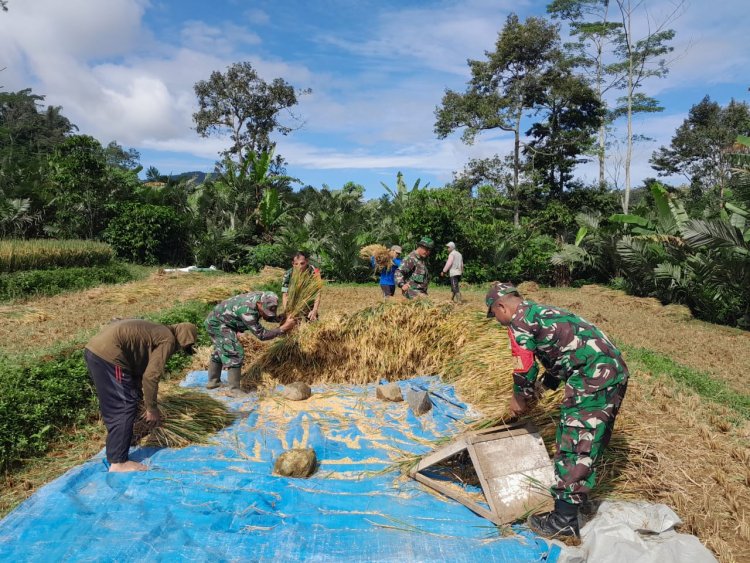 Bentuk Dukungan Babinsa Koramil 04/Karangkobar Bantu Petani Panen Padi Sukseskan Swasembada Pangan