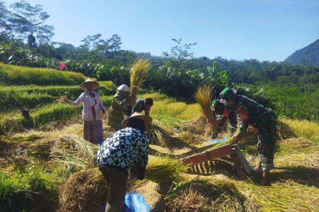 Sukseskan Ketahanan Pangan, Babinsa Koramil 04/Karangkobar Bantu Petani Panen Padi